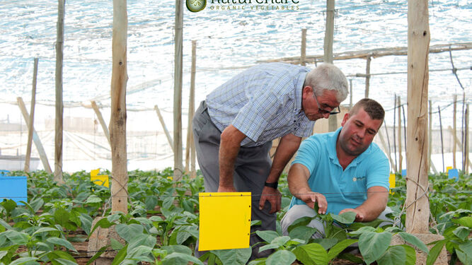 Manuel, José y Javier Giménez han logrado exportar sus frutas y verduras a buena parte del continente europeo.