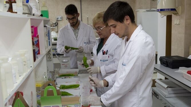 Investigadores de La Estación Las Palmerillas,  en laboratorio, analizando los beneficios en el mantenimiento del cultivo.