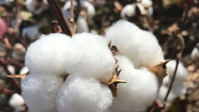 Flor del algodón, cultivo que Andalucía exporta al sudeste asiático.
