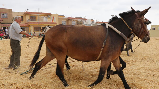 Las yuntas, mulos y caballos toman la plaza de la Era en la fiesta de la Trilla