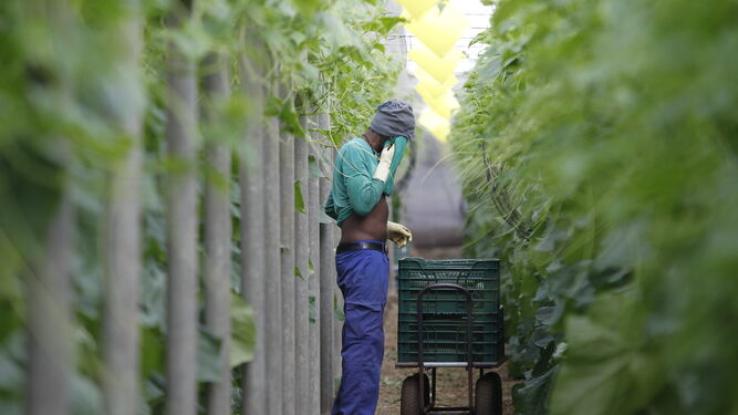 Los peones agrícolas y agropecuarios son las ocupaciones más demandadas.