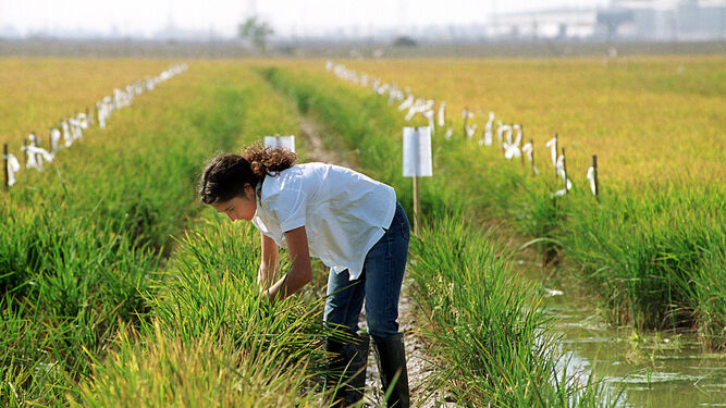 El arroz genera 400.000 jornales al año en la provincia de Sevilla.