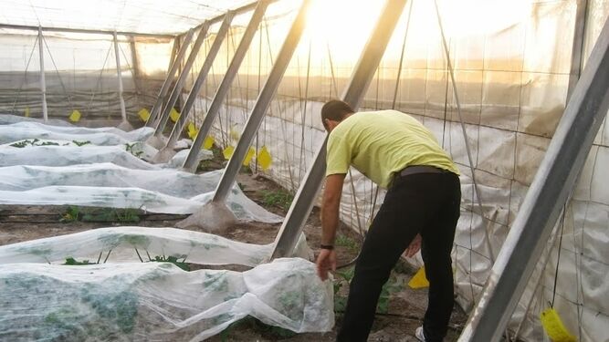 Un agricultor protege su cultivo de calabacín de la mosca blanca como medida preventiva.