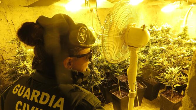 Una agente de la Guardia Civil en el lugar donde se escondían las plantas de marihuana.
