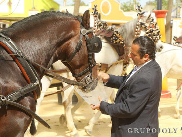 Los caballos tambi&eacute;n necesitan hidratarse, y m&aacute;s en d&iacute;a sofocante como el de ayer.

Foto: Miguel Angel Gonzalez