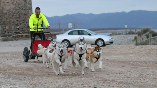 De derecha a izquierda: Alex y She Wolf en la primera fila; Roster y Iowa en la segunda; y Brandy y Crisdon en la tercera tiran del carro de David en la playa de Torregarcía.