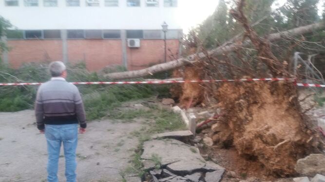 Desplome de pinos en el Albujaira