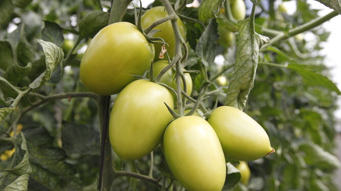 Cardyna F1 y Kabrera  F1, tomate de garantías con sello HM Clause