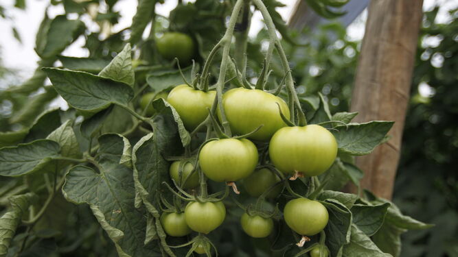 Cardyna F1 y Kabrera  F1, tomate de garantías con sello HM Clause