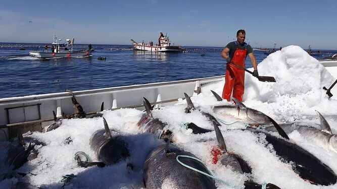 La almadraba de Barbate (Cádiz) llevó a cabo una 'levantá' de atún rojo hace unos días, a la que asistió Carmen Ortiz.