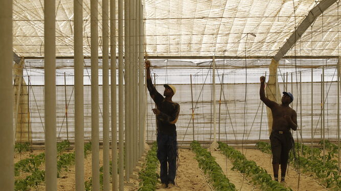 Dos trabajadores inmigrantes realizan labores en un invernadero, al inicio de la campaña hortofrutícola.