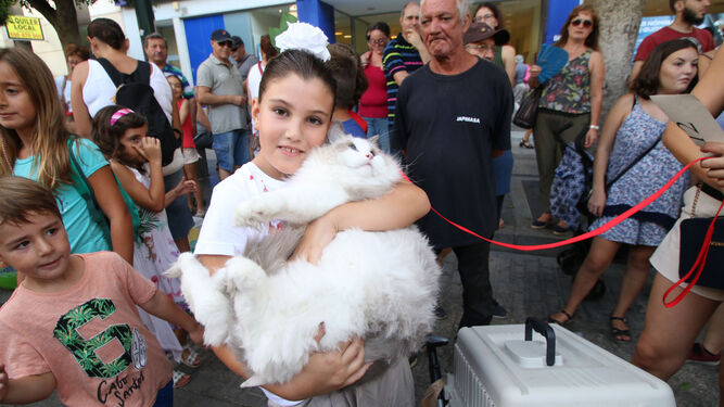 El lindo gatito Coco en brazos de su dueña espera subir al escenario.