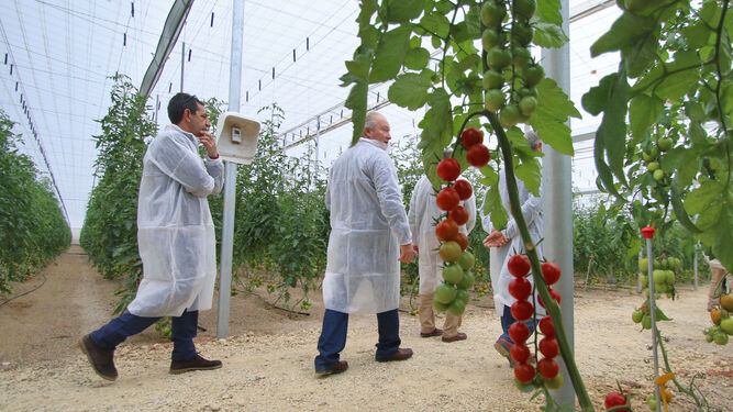 Además de producir de manera eficaz, Almería es cuna de investigación y desarrollo de nuevas variedades gracias a su clima.