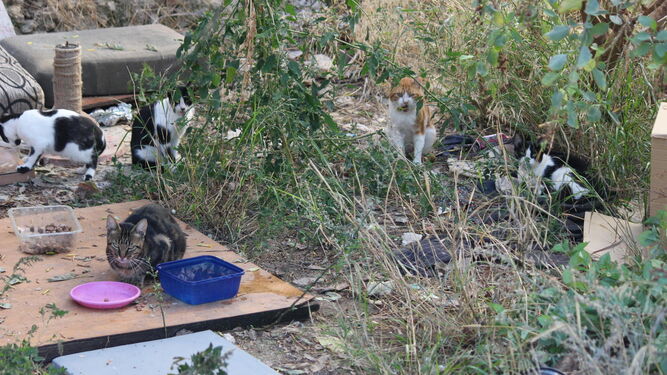 Imagen de una colonia controlada de gatos, con los que se ha seguido el protocolo de capturar, esterilizar y soltar.