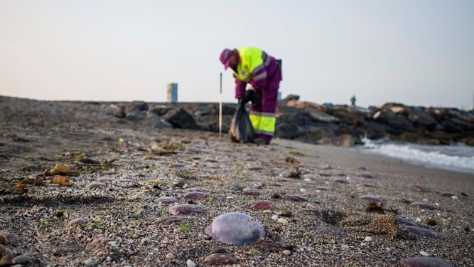 Operarios de la limpieza retiran de las playas carabelas portuguesas.