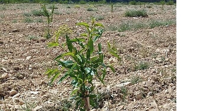 El proyecto 'The Green Link' exhibe cómo sobreviven las plantas a pesar de la sequía