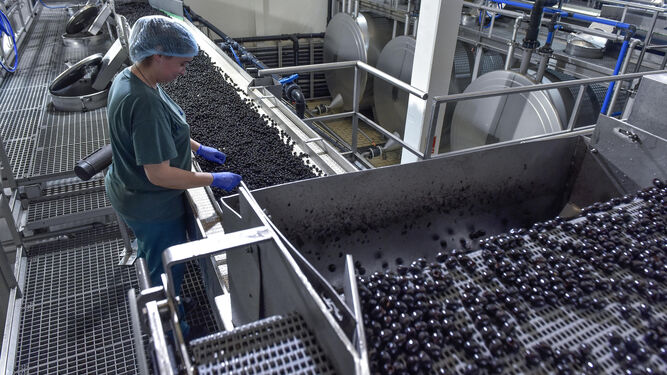 Una trabajadora selecciona aceitunas negras en una factoría de la Roda de Andalucía (Sevilla)