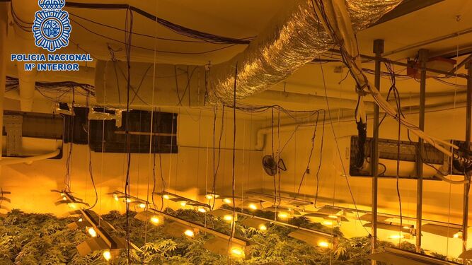Plantación de marihuana en la vivienda adaptada para la producción.