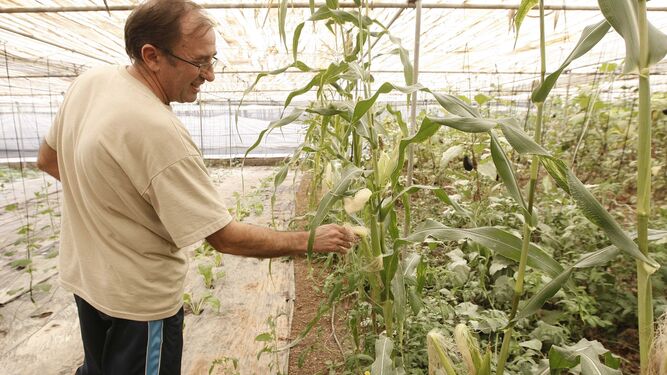 La agricultura ecológica ha experimentado un auge en Almería en los últimos cinco años, principalmente.