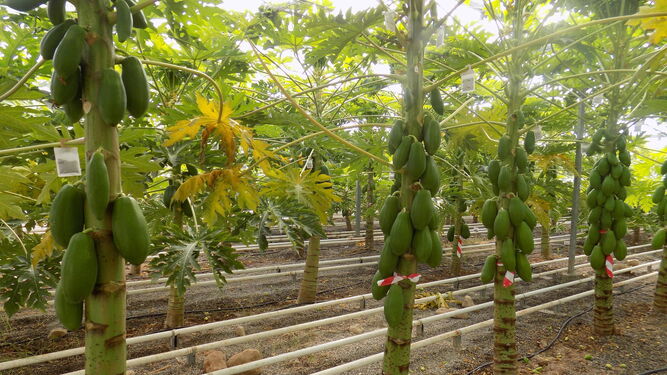 Las Palmerillas ha comprobado la viabilidad de la papaya bajo plástico.