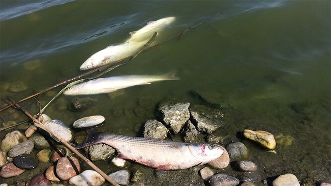 Denuncia la mortandad de peces en el Parque Natural Cabo Gata- Níjar