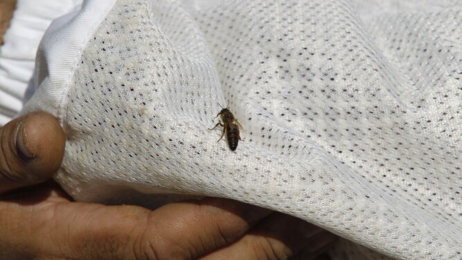 Una de las abejas reina colocada sobre el traje de protección.