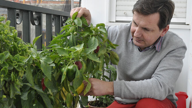 Consumir alimentos ecológicos está al alcance de cualquiera con los huertos verticales (huertos en el balcón).