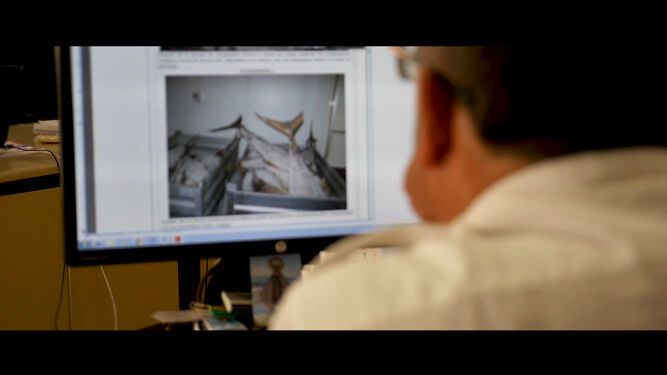 Un agente del Seprona observa la pantalla del ordenador, donde hay una imagen de especies interceptadas.