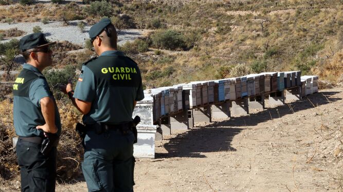La Guardia Civil ha recuperado una gran cantidad de colmenas pero la operación continúa abierta.