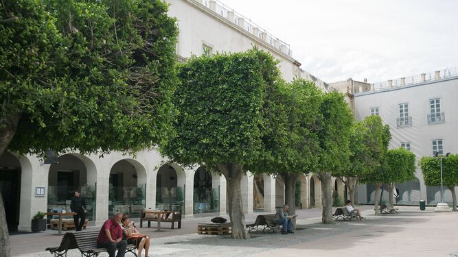 Cultura comunica al Ayuntamiento la obligación de conservar los árboles existentes de la Plaza Vieja