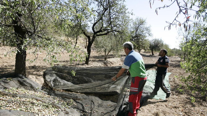 Las lluvias del pasado fin de semana han generado algunas pérdidas en cultivos de almendra muy localizados en Almería, que ahora están en recolecta.