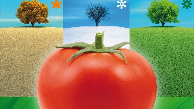 Estalla la 'burbuja'  del tomate