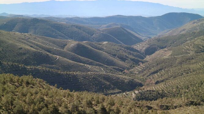 La Sierra de los Filabres cuenta con 38.000 hectáreas de monte público.