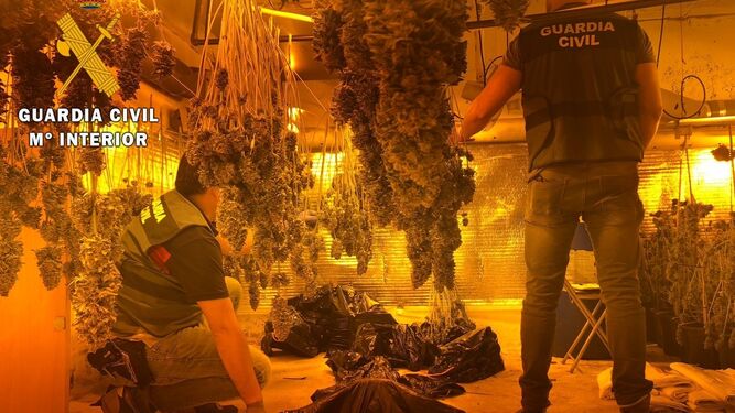 Dos agentes en uno de los sótanos utilizados para cultivar la marihuana.