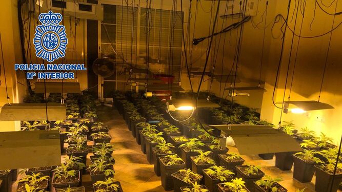 Plantación de marihuana con una compleja instalación de luz y ventilación