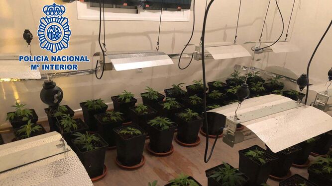 Plantas de marihuana que han sido intervenidas por la Policía Nacional