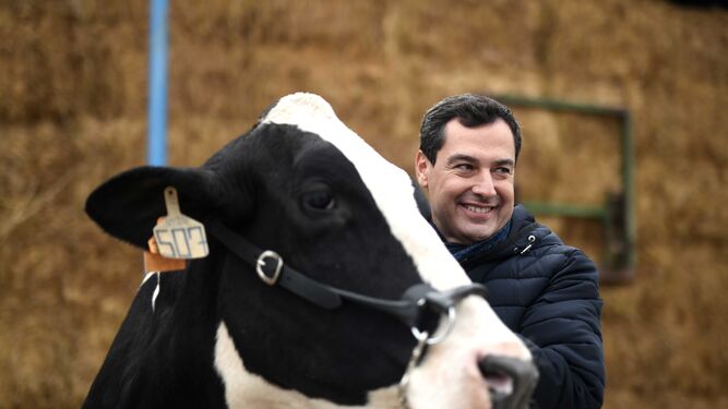 Juanma Moreno acaricia una vaca en Añora en la primera semana de campaña.
