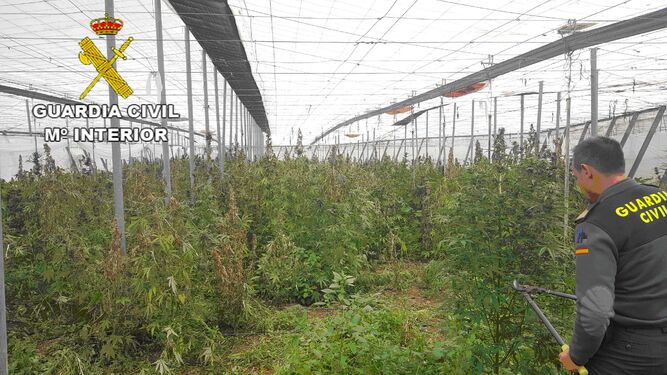 Más de 1000 plantas de marihuana en un invernadero en Gádor