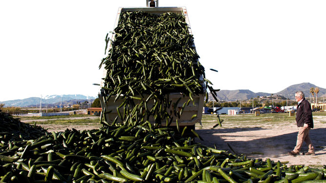 Los agricultores almerienses y granadinos tiraron cerca de un millón de kilos de pepino a final de año.