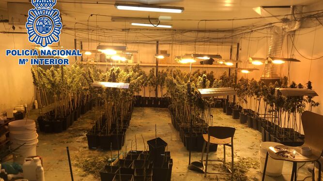 Plantación indoor en el interior de la nave industrial perfectamente acondicionada para el crecimiento de la marihuana