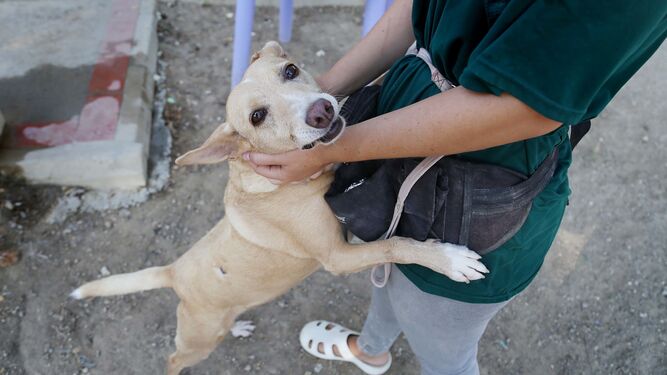 Una voluntaria da cariño a un perro abandonado.