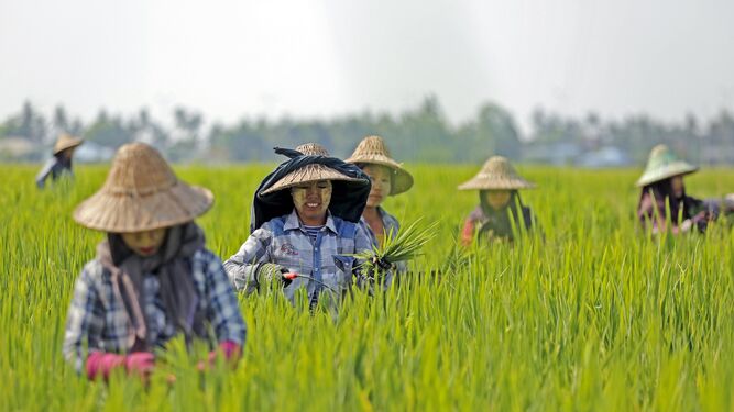 Campo de arroz de Birmania.