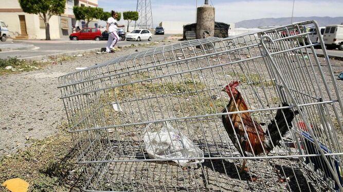 Un gallo enjaulado en un carro de la compra en El Puche