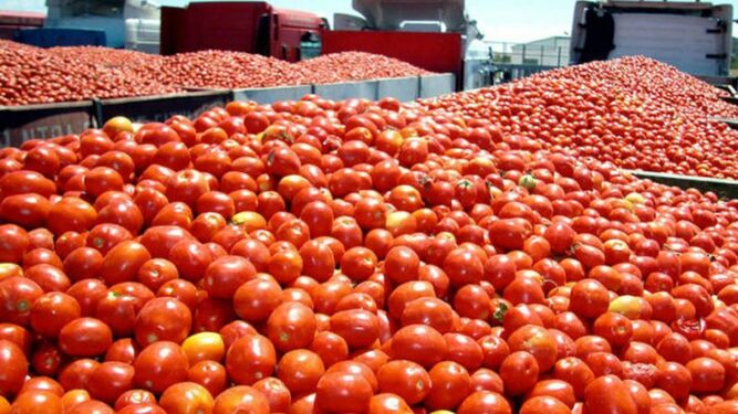 Los residuos del tomate ofrecen numerosas utilidades en materia de economía circular.