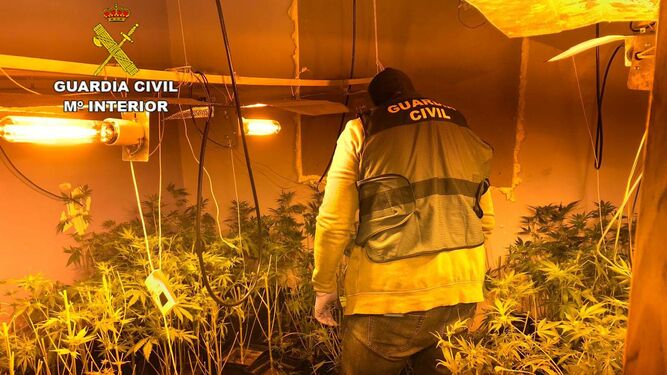 Un agente de la Guardia Civil durante la inspección a la plantación de marihuana