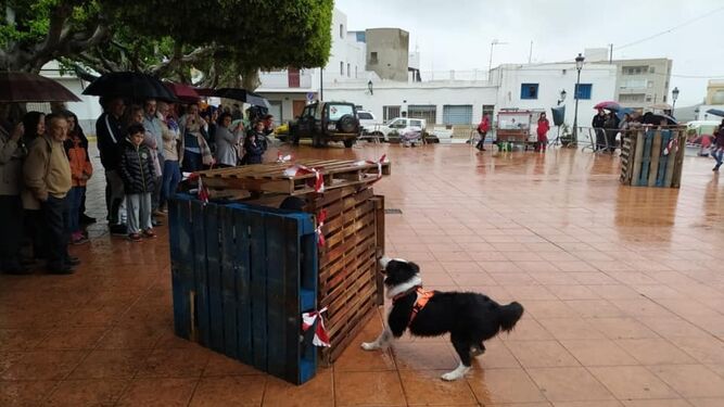 Los perros muestran en Turre, pese a la lluvia, su labor en los rescates
