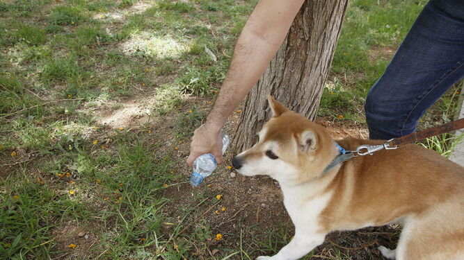 Un propietario retira los restos de micción de su perro empleando agua mezclada con vinagre