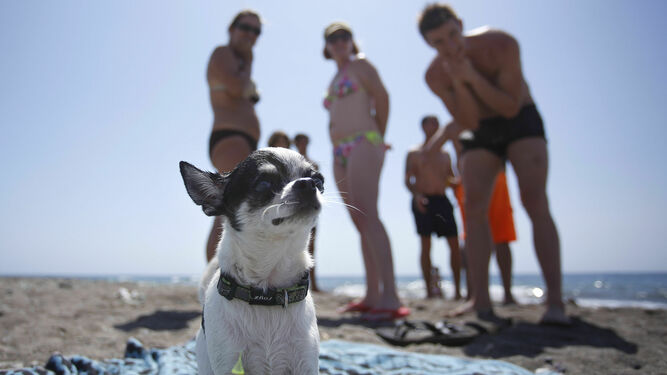 La playa para perros, uno de los debes en Almería capital