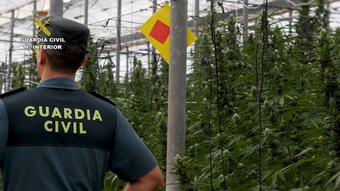 La Guardia Civil desarticula una red internacional dedicada al cultivo de marihuana a gran escala en Almería, Murcia y Alicante