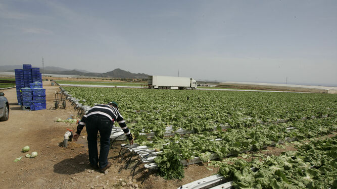 Campo de lechugas en el Levante, cultivo especialmente perjudicado.